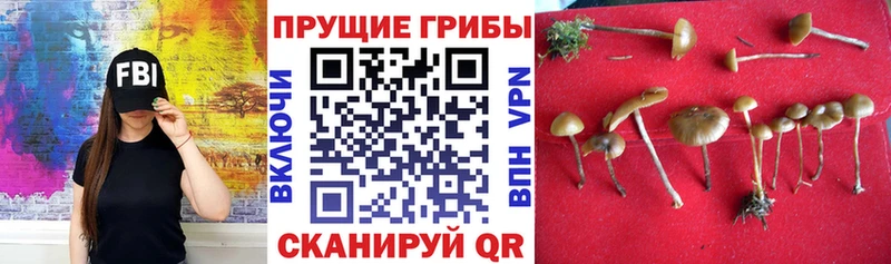 Галлюциногенные грибы MAGIC MUSHROOMS  omg как войти  Железногорск-Илимский 